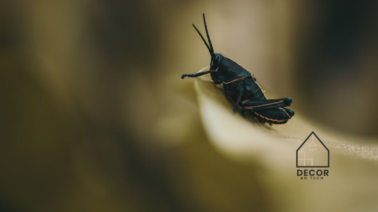 Small Bugs in Bathroom Easy Identification & Removal Tips