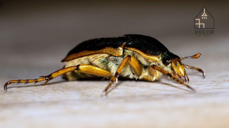 Tiny Bugs in Bathroom Identification & Easy Removal Tips